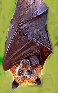 Fruit bat