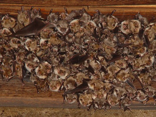 Bat colony