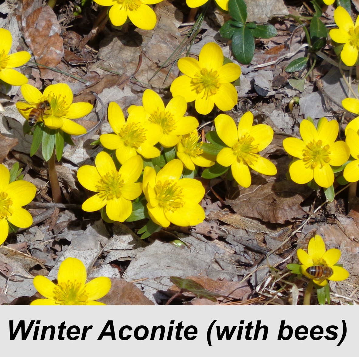 Winter aconite with bees