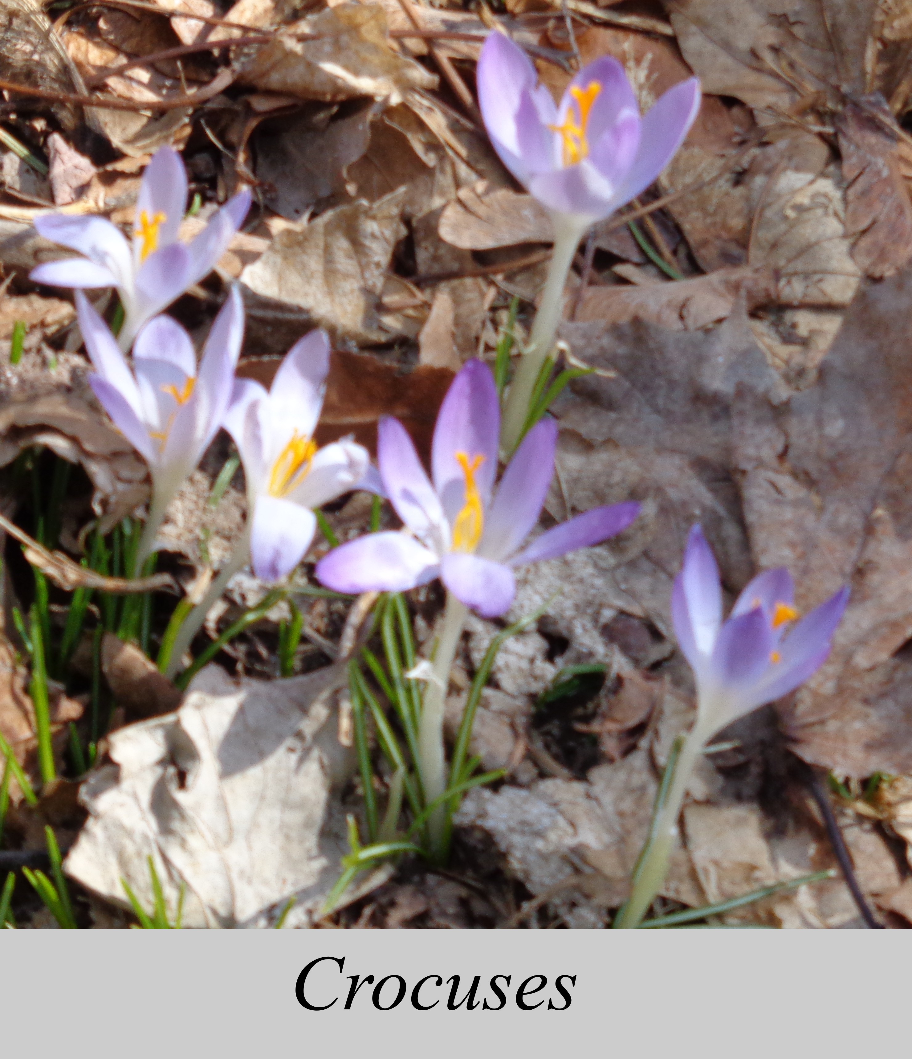 Crocuses