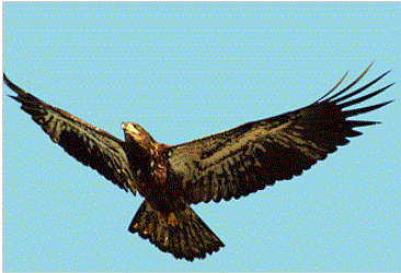 Young eagle