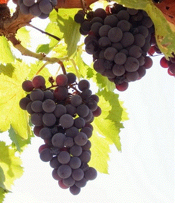 Grapes