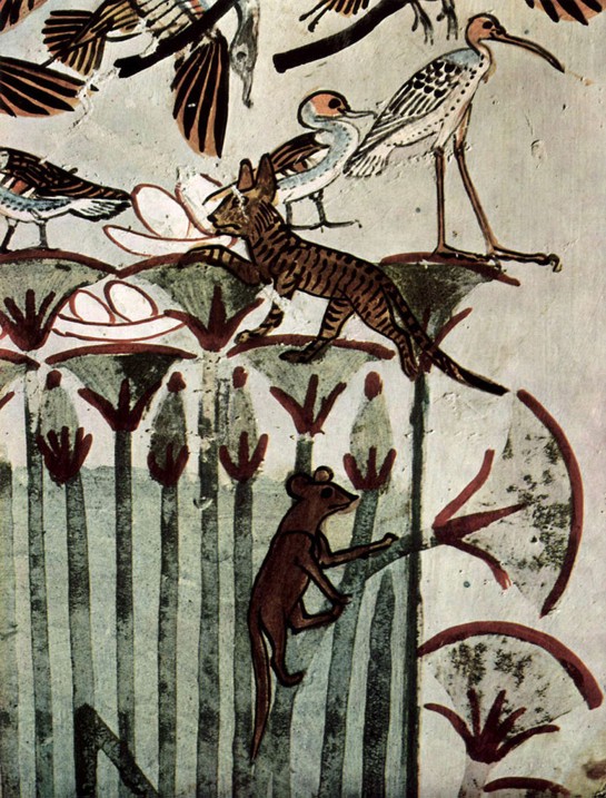 Papyrus plants
