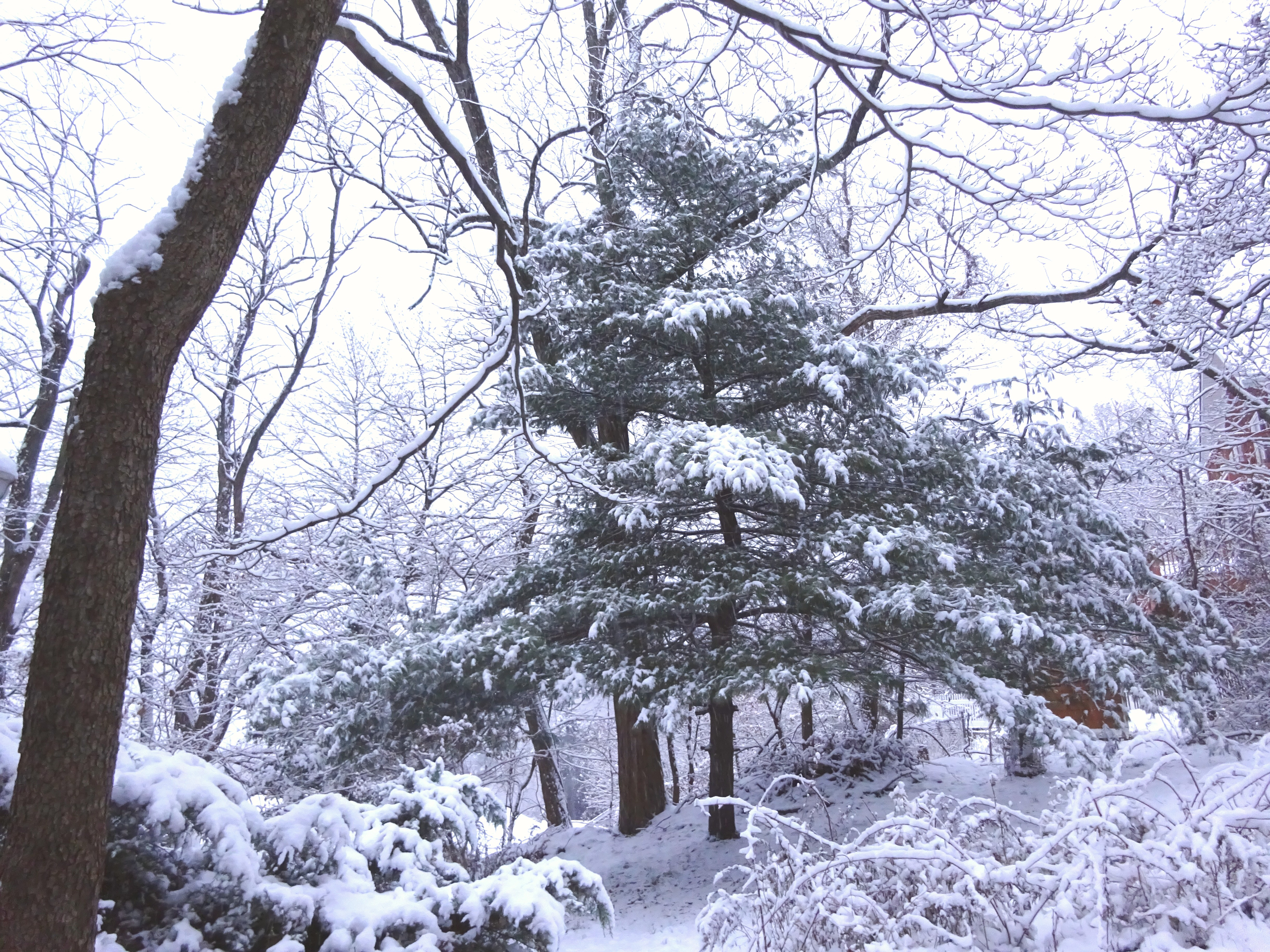 Snowy trees