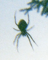 spider