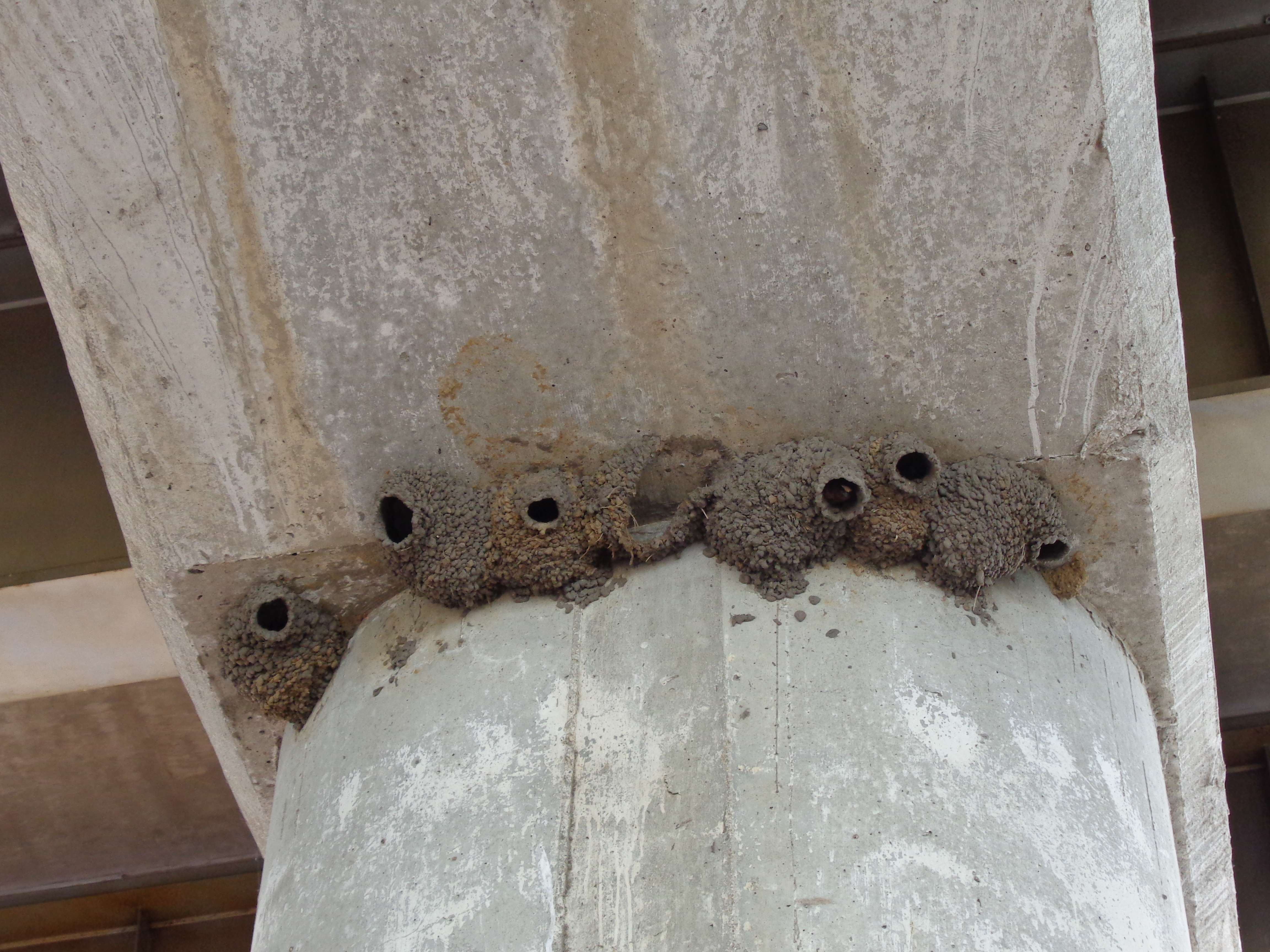 Swallow nests