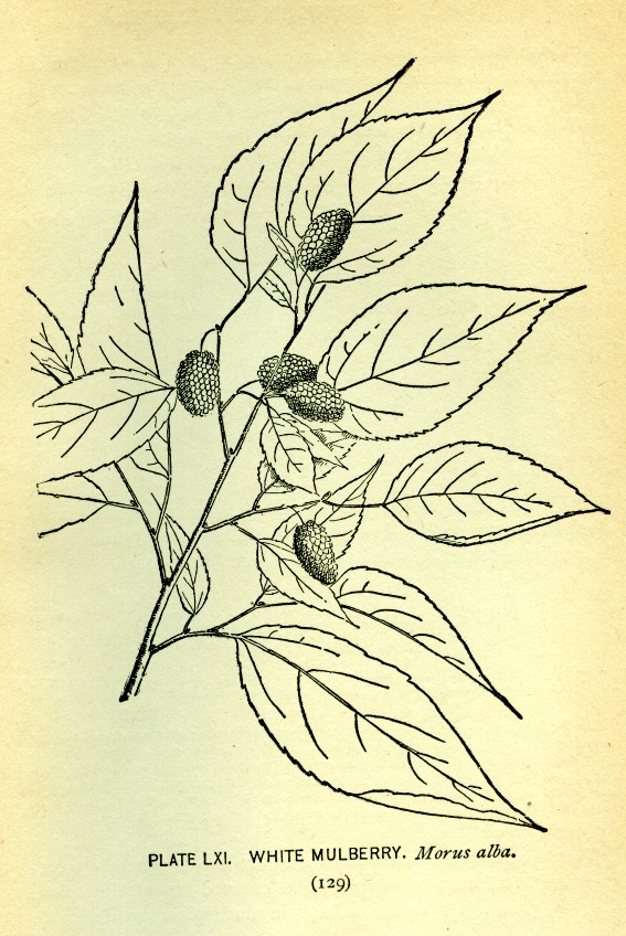 WhiteMulberry leaves