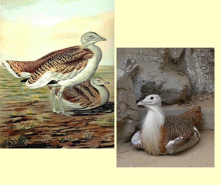 Bustards