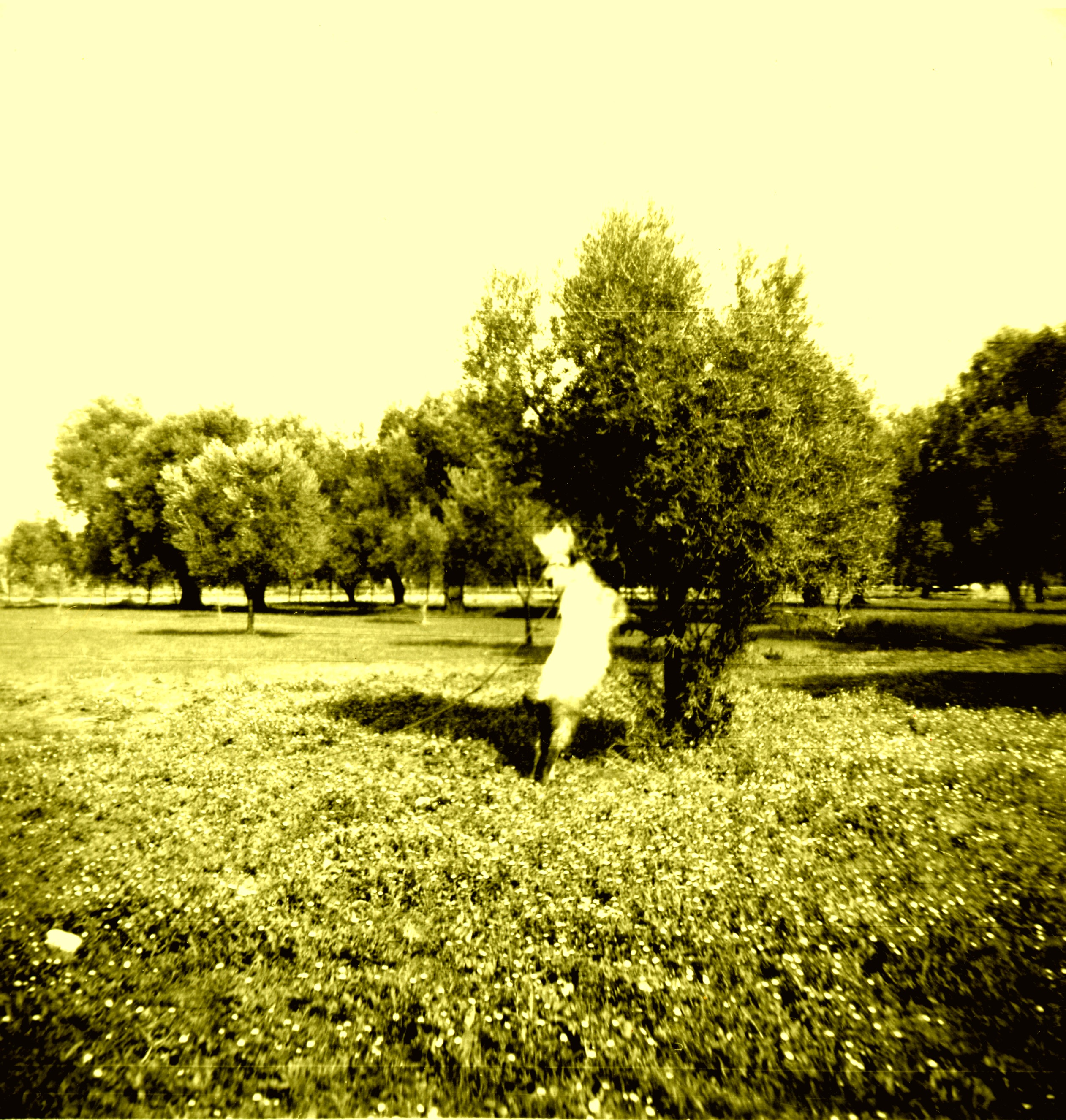 Goat in field of flowers