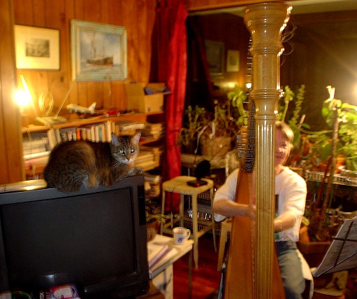 Playing the harp with cat 