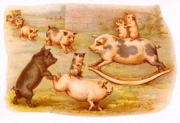 Pigs at play