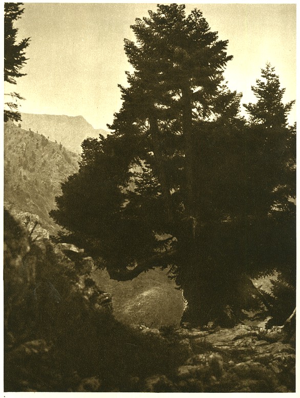 Pine tree in the mountains