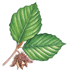 Beech leaf